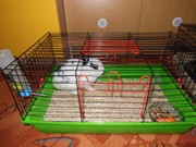 Den dětí se zvířátky